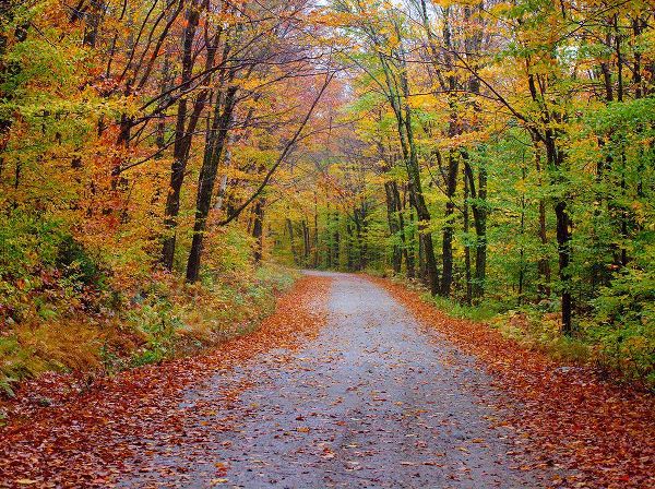 Gulin, Sylvia 아티스트의 USA-New Hampshire-Sugar Hill wet and foggy morning along roadway in Autumn colors작품입니다.